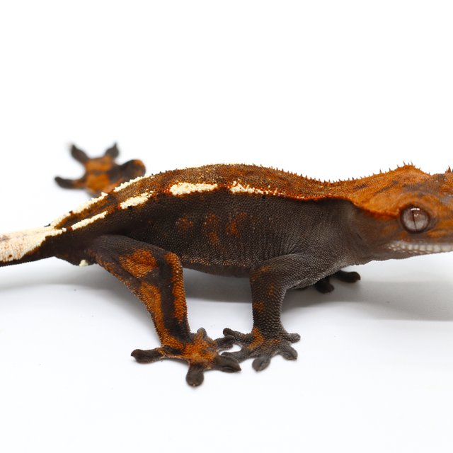 100% Het Axanthic Sable
