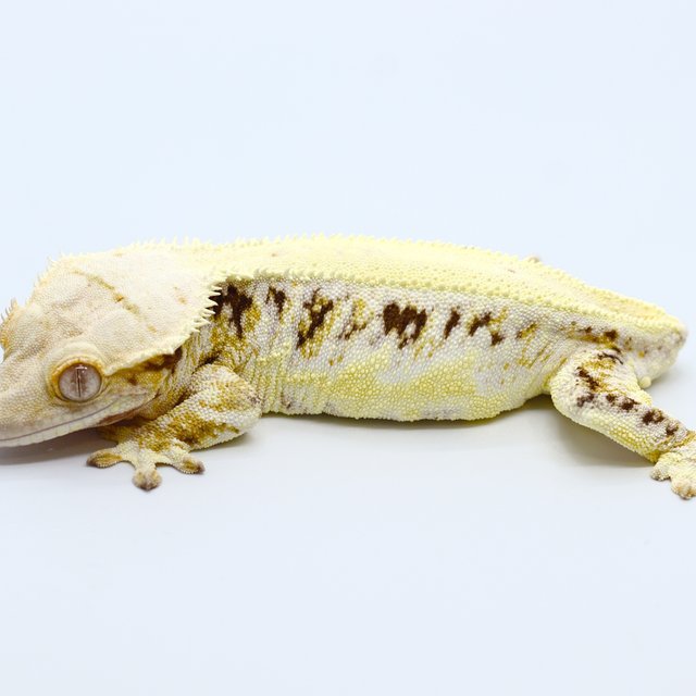 Lilly White