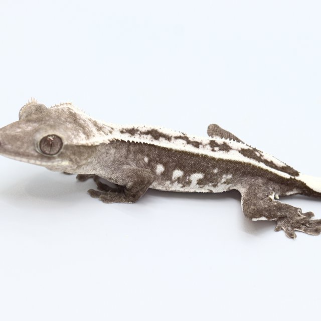 Axanthic