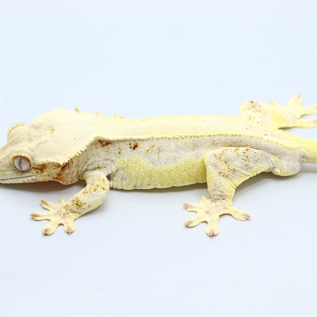 Lilly White