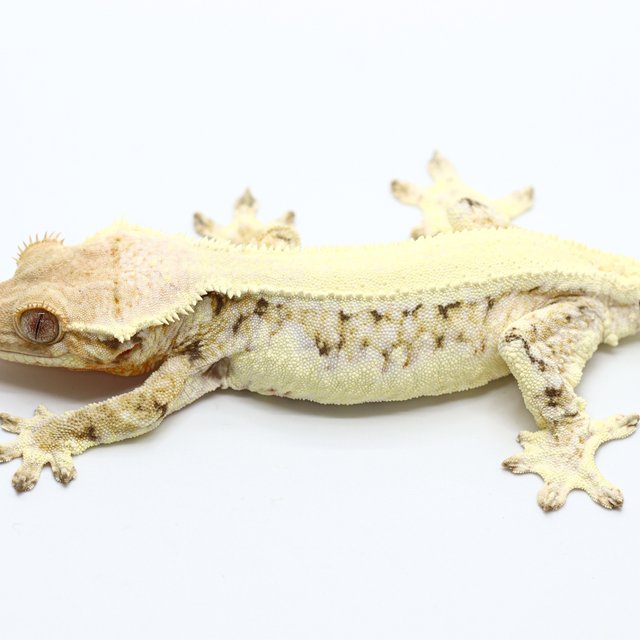 Lilly White