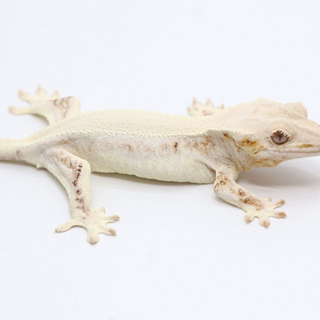Lilly White