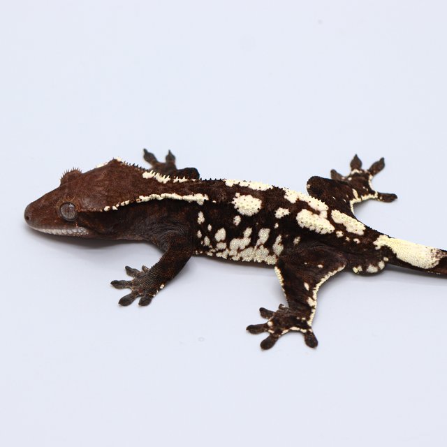 100% Het Chocho Cappuccino