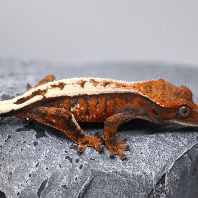 텐저린 드리피 세이블