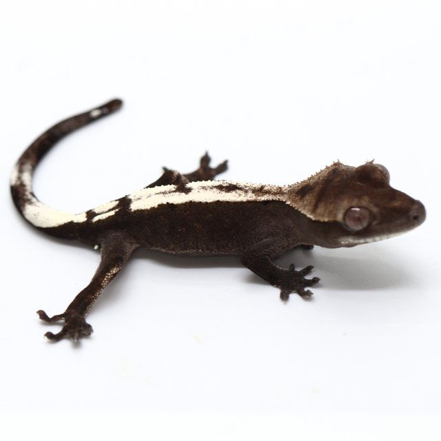 Axanthic Sable