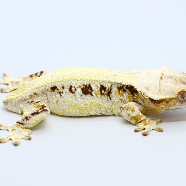 Lilly White