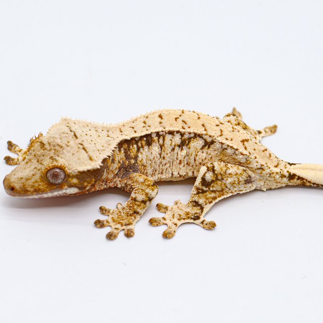 Drippy 100% Het Chocho White Spot