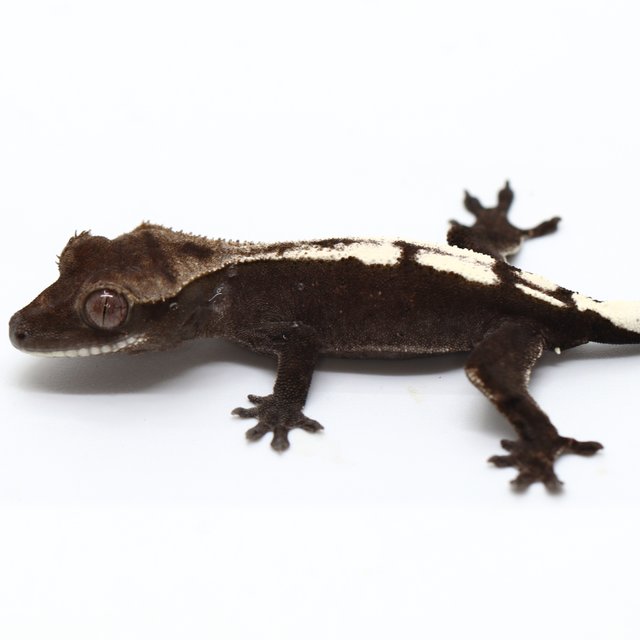 Axanthic Sable