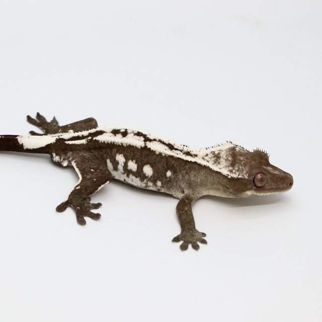 Drippy Axanthic