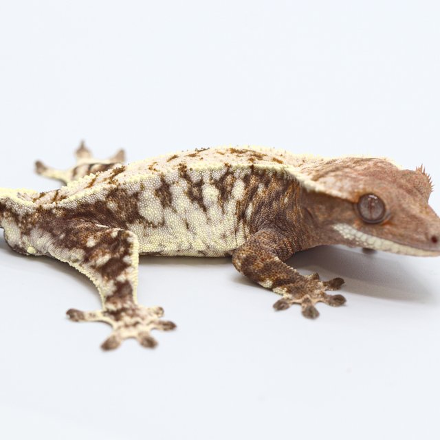 100% Het Chocho Cappuccino