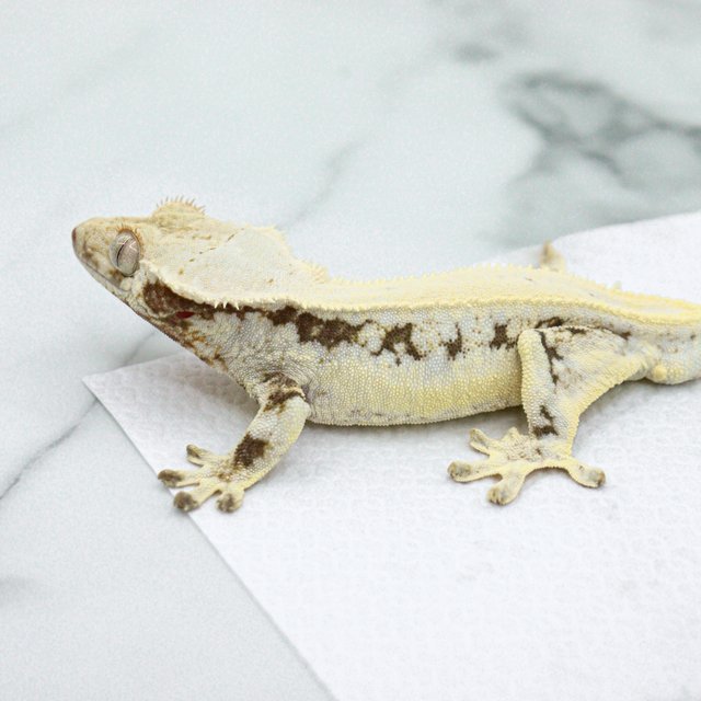 100% Het Axanthic Lilly White