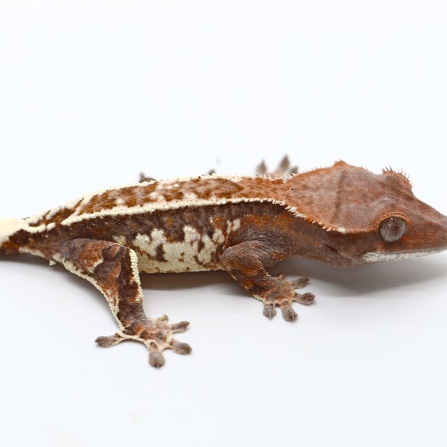 100% Het Chocho Cappuccino