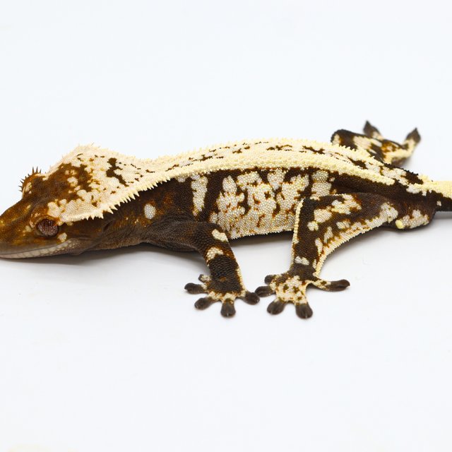 Sable