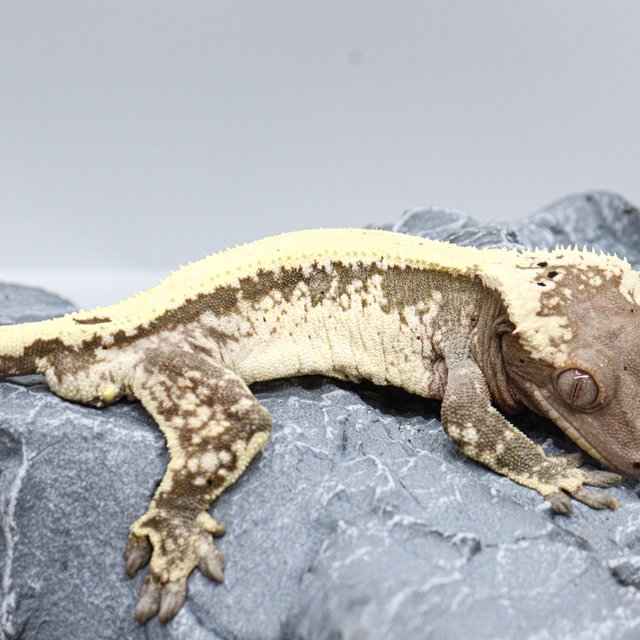 솔리드백 세이블