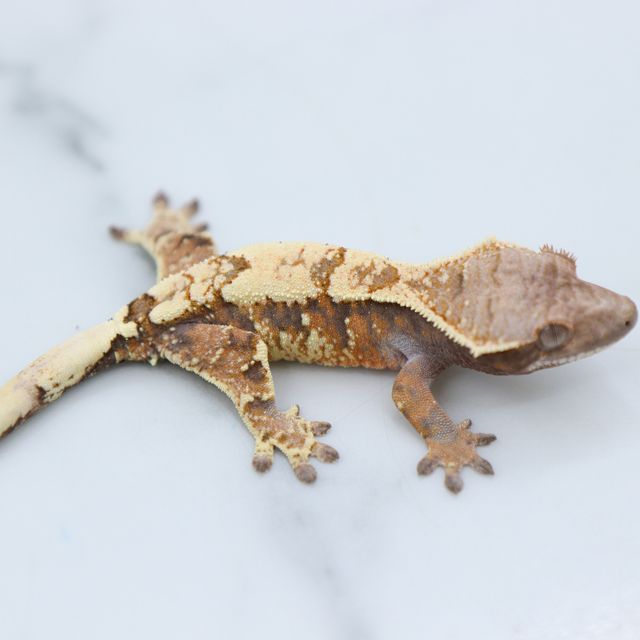 트라이 세이블
