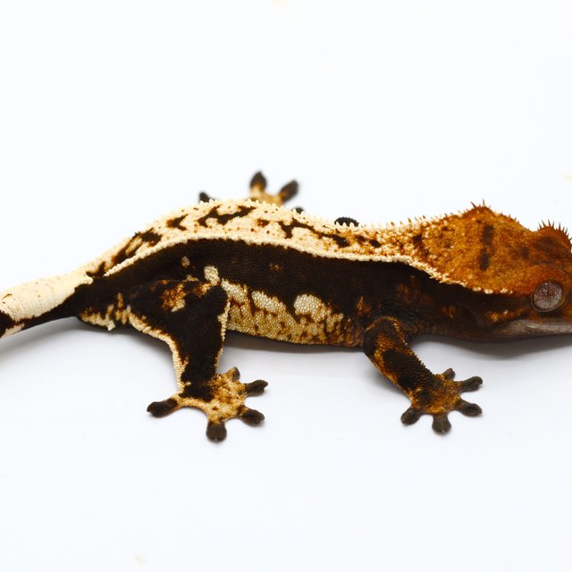 100% Het Axanthic