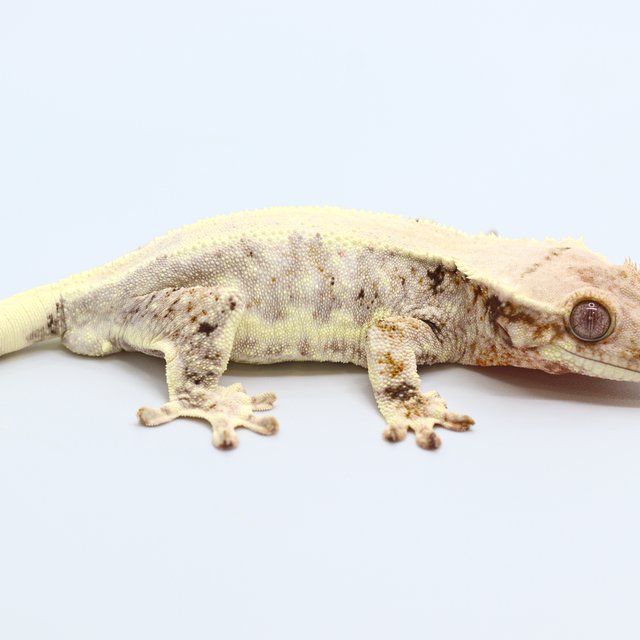 100% Het Chocho Lilly White