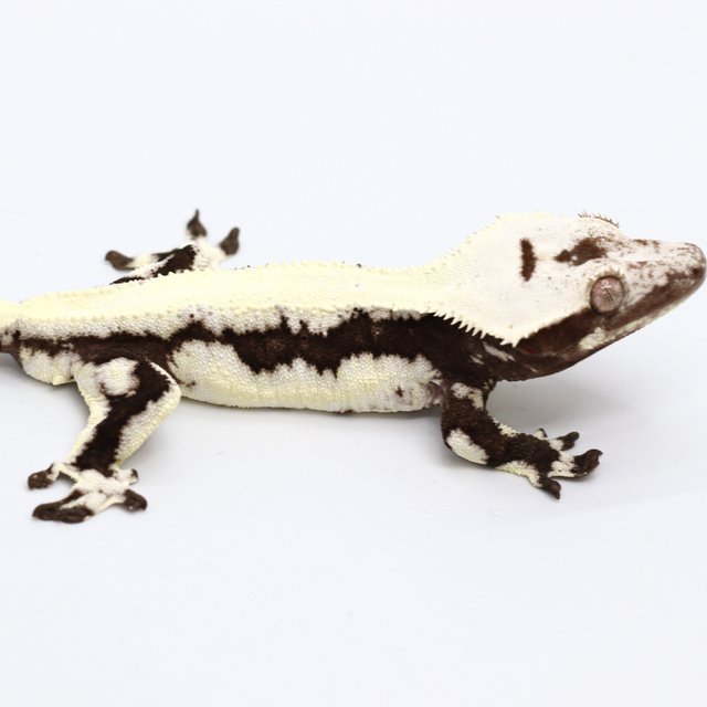 Solid Back Lilly Axanthic