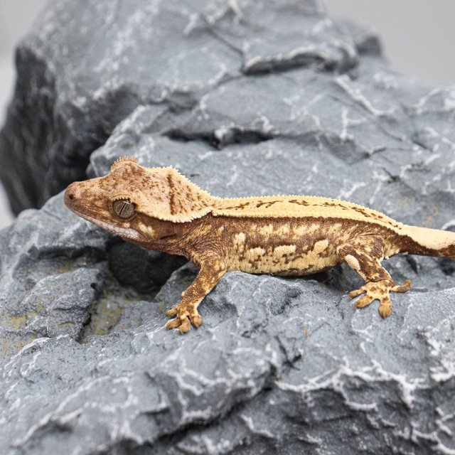 100%헷초초 드리피 화이트스팟 쿼드