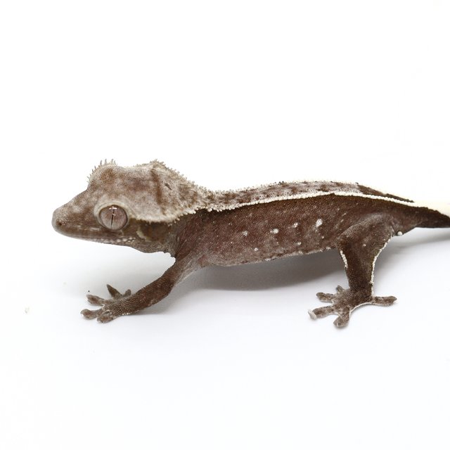 Axanthic