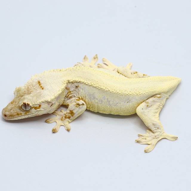 Lilly White
