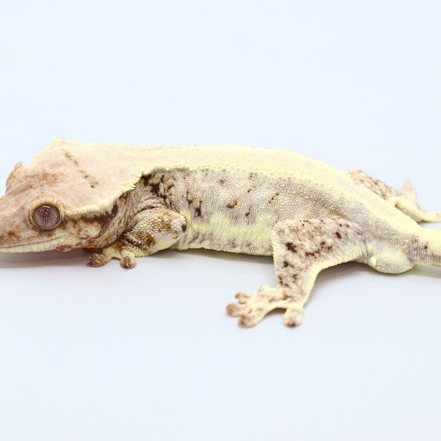 100% Het Chocho Lilly White
