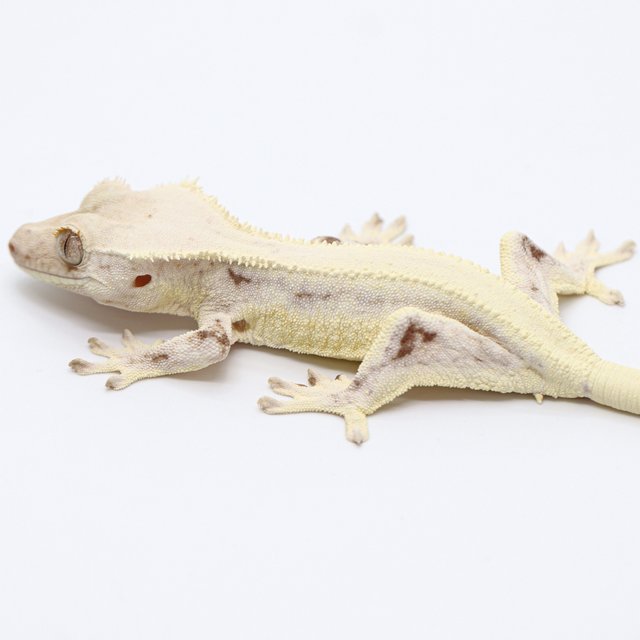 Lilly White