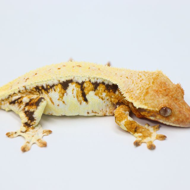 릴리화이트