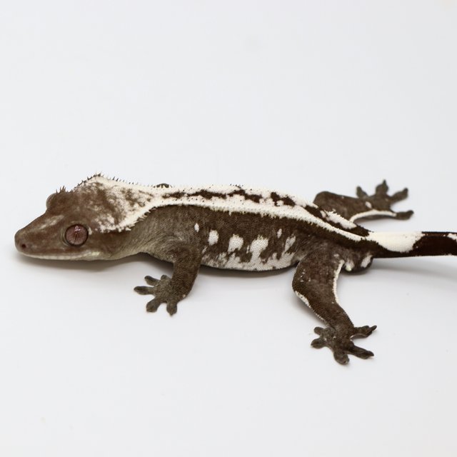 Drippy Axanthic