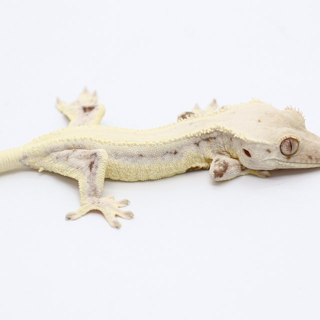 Lilly White