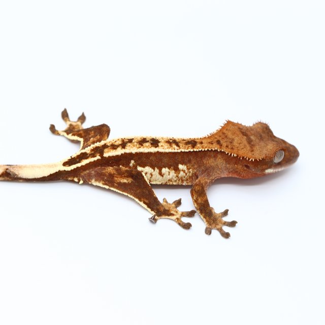 100% Het Axanthic