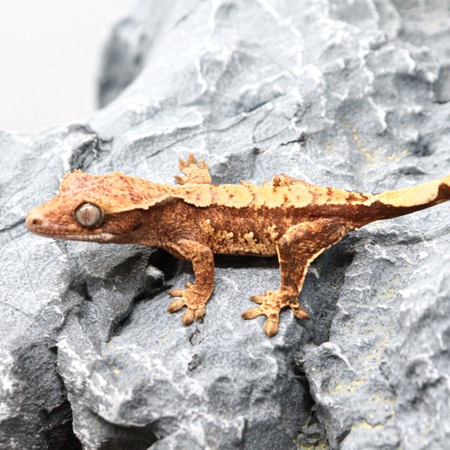 노멀 100%헷초초