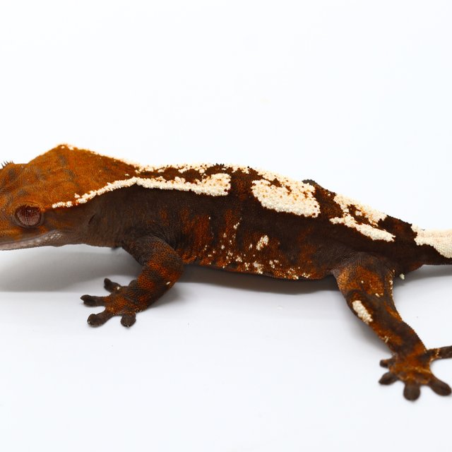 100% Het Axanthic Sable