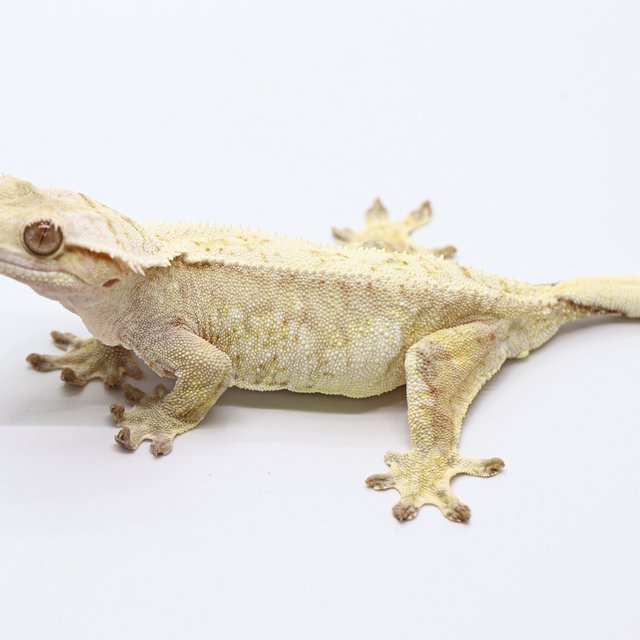 Cream Normal