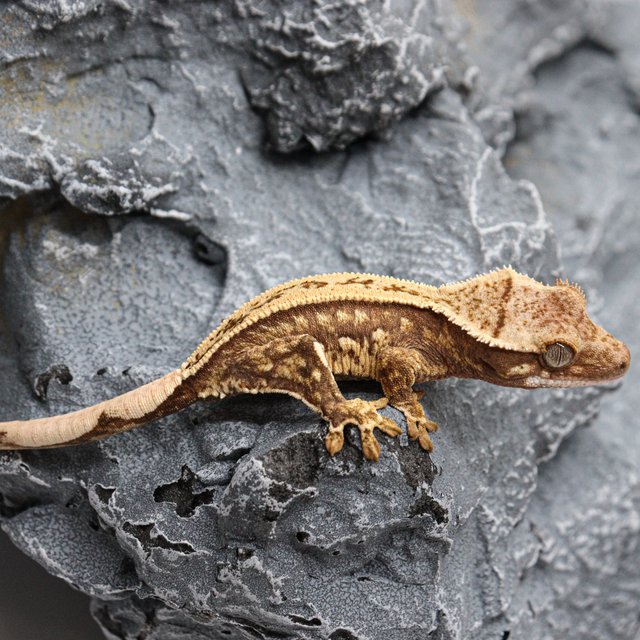 100%헷초초 드리피 화이트스팟 쿼드