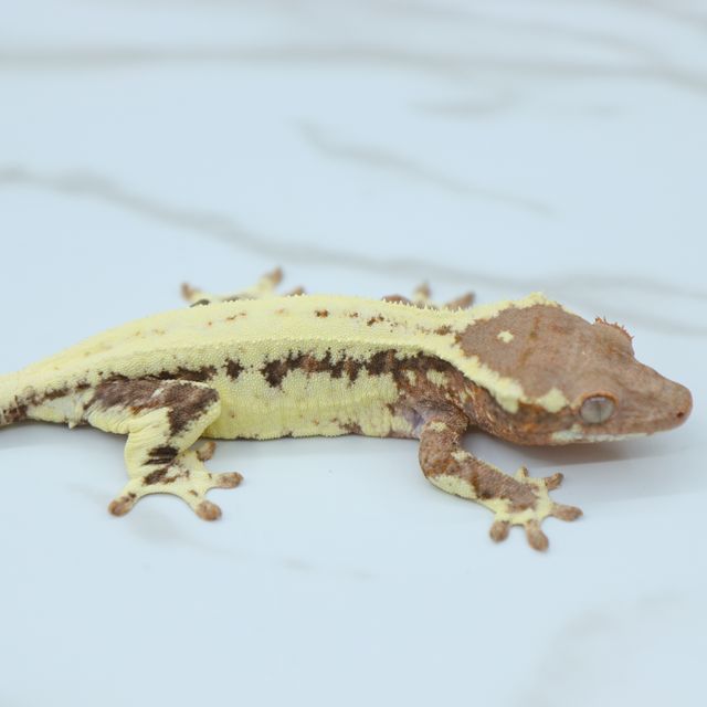 프라푸치노