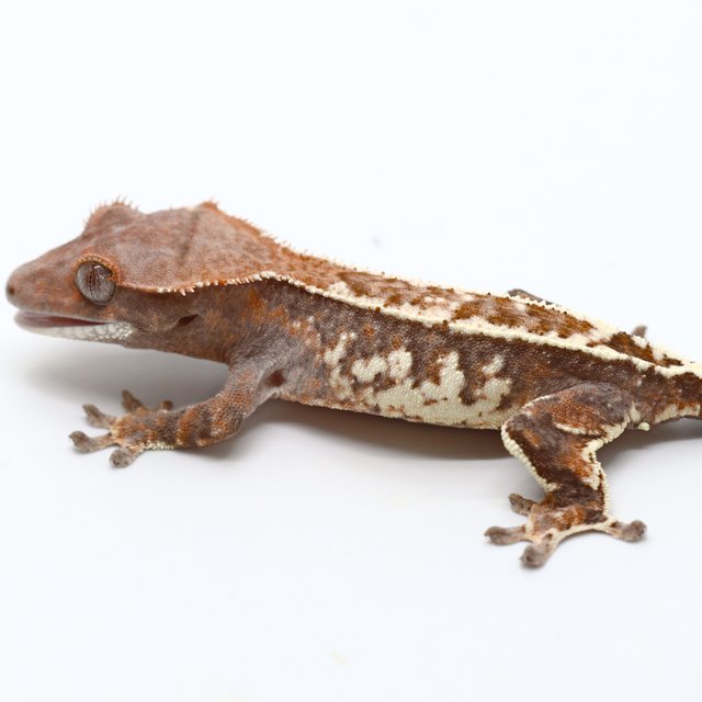 100% Het Chocho Cappuccino
