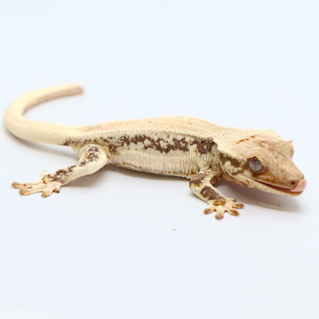 100% Het Chocho Lilly White