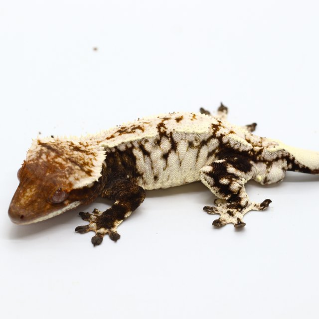 100% Het Chocho Cappuccino