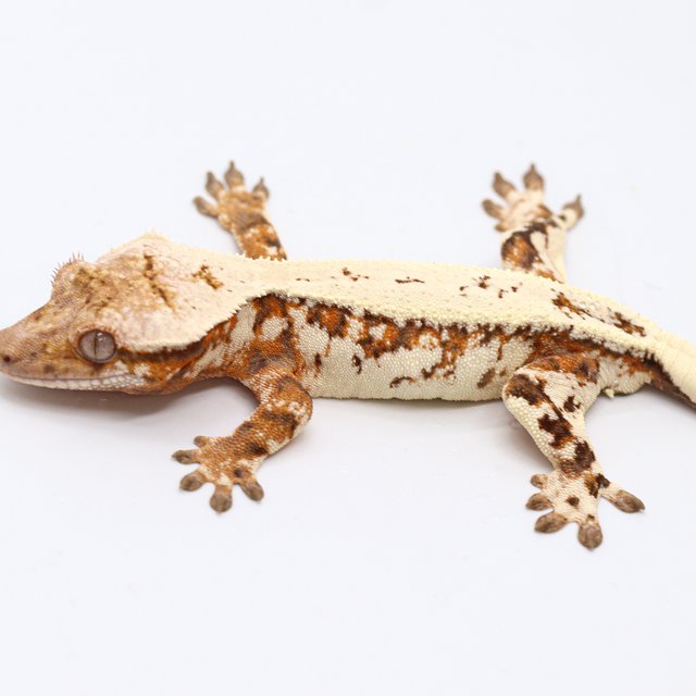 Tangerine Sable