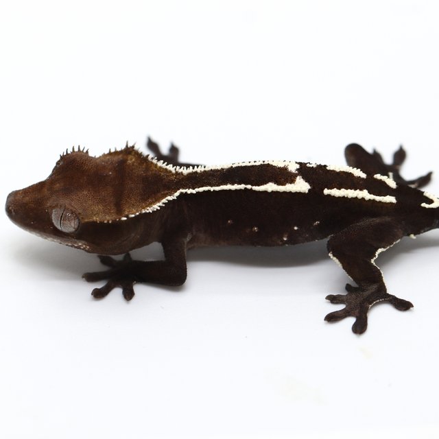 Axanthic