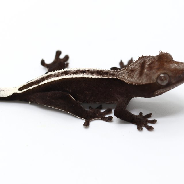Axanthic