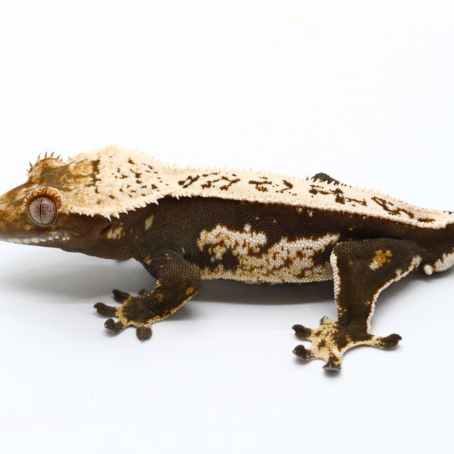 100% Het Axanthic