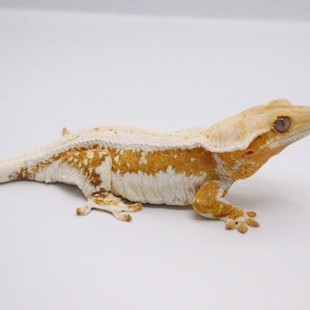 Cream Lilly White