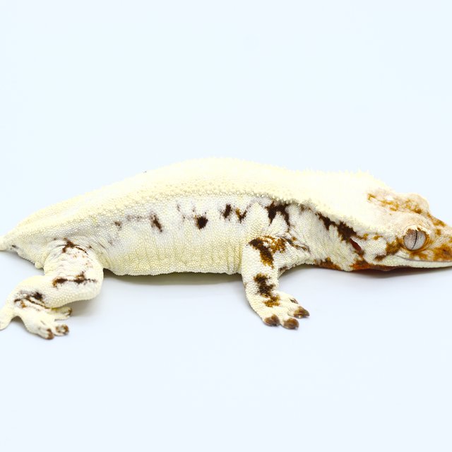Lilly White