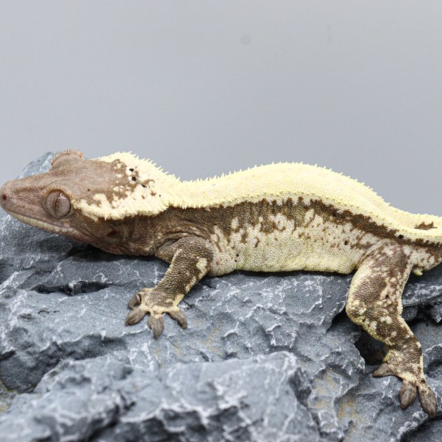 솔리드백 세이블