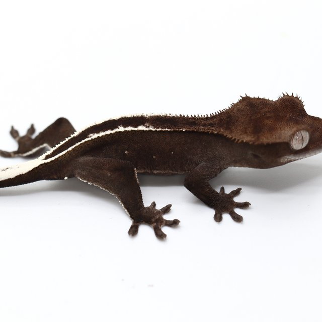 Axanthic