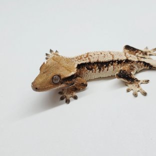 트라이 익스트림할리퀸 텐저린