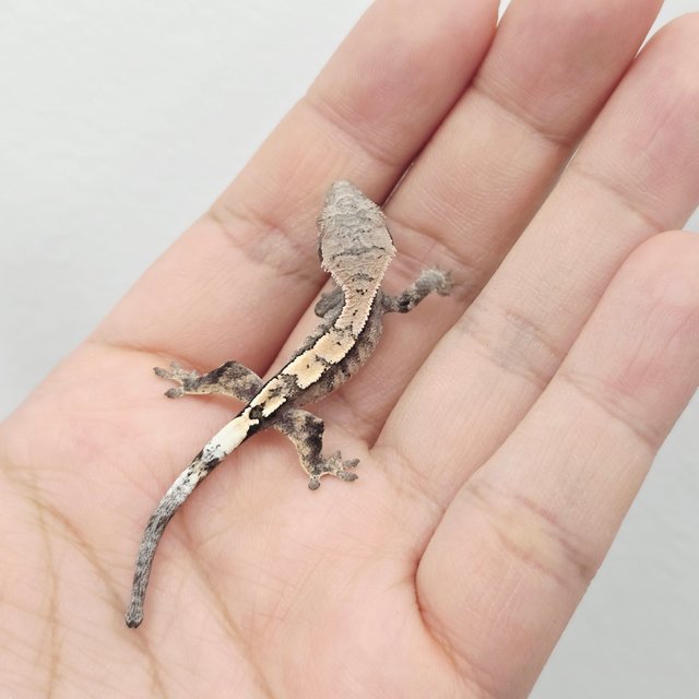 세이블 100%헷아잔틱