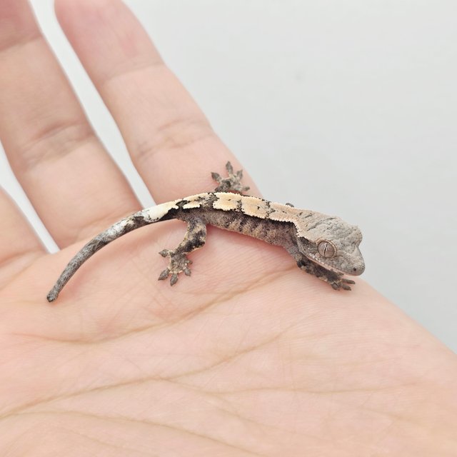 세이블 100%헷아잔틱